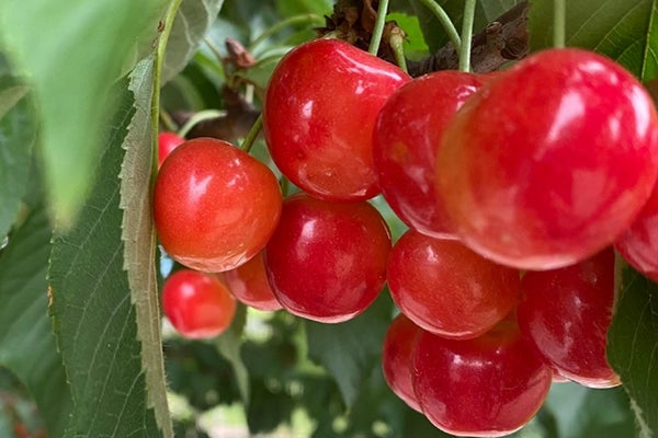 山梨さくらんぼ狩り・清泉寮バスツアー1